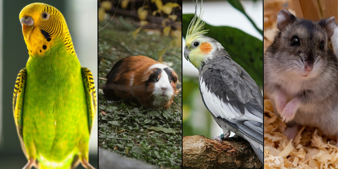 Especialista Animais Silvestres